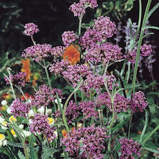 Verbena