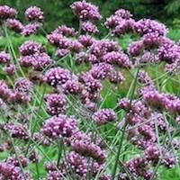 Verbena bonariensis