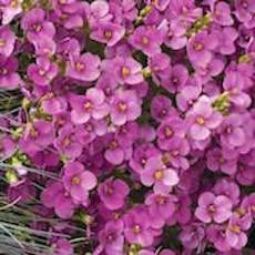 Wall Rockcress