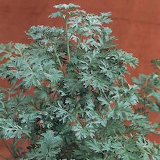 Artemisia absinthium