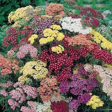 Yarrow