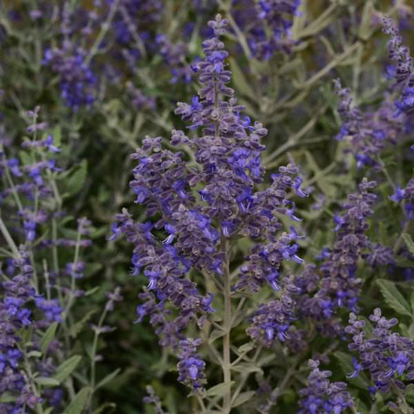 Blue Steel Russian sage Russian Sage Blue Steel - Perovskia atriplicifolia