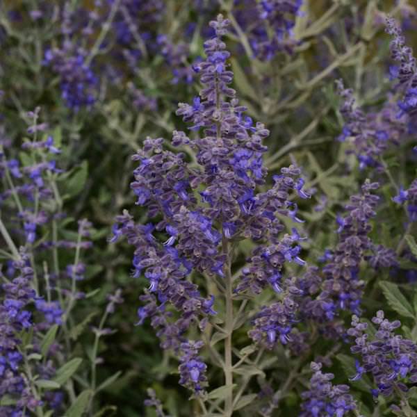 Russian Sage Blue Steel - Perovskia atriplicifolia