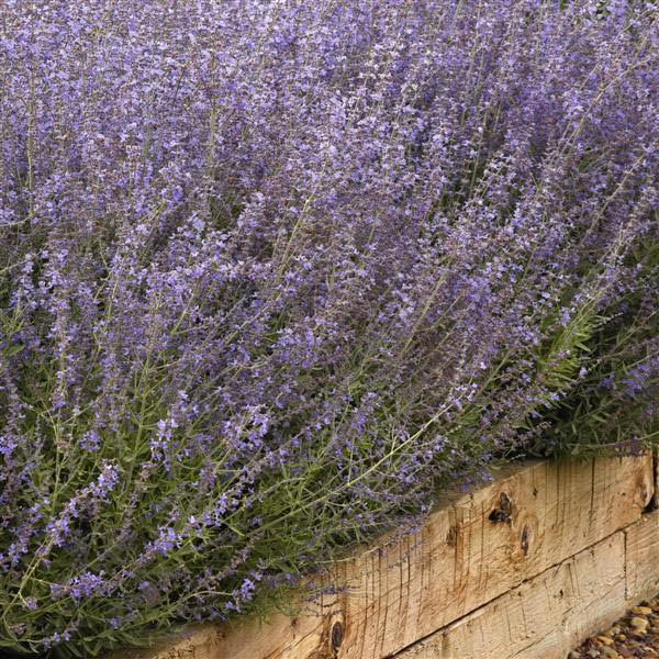 Russian Sage Bluesette