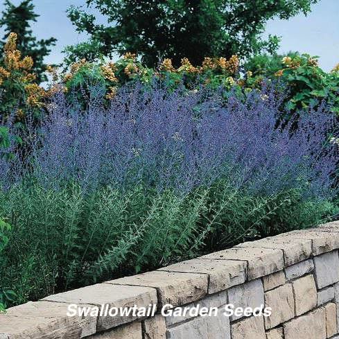 Russian Sage Taiga - Perovskia atriplicifolia