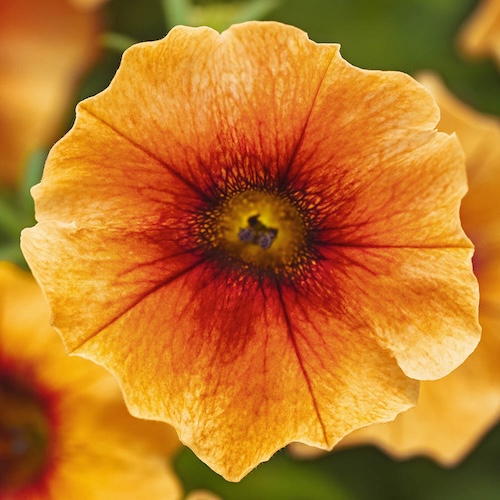 Petchoa Caliburst Nectarine