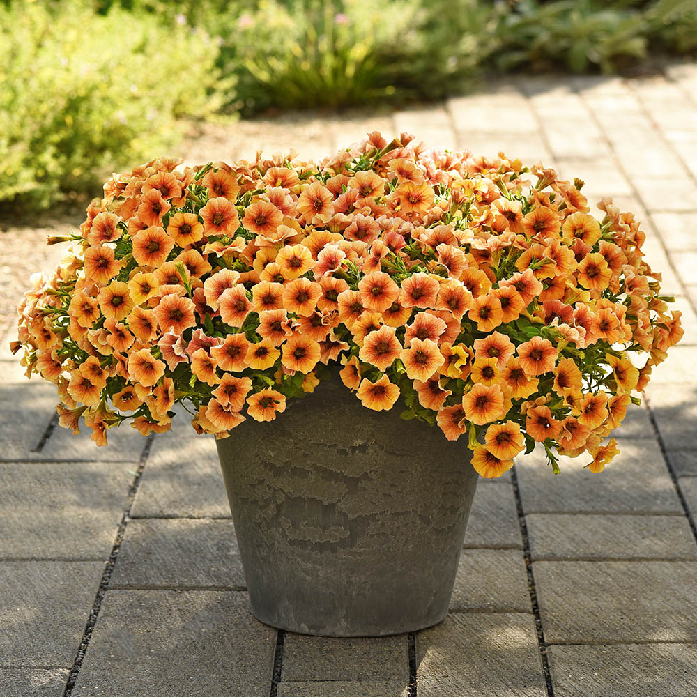 Caliburst Nectarine Petchoa plant in pot