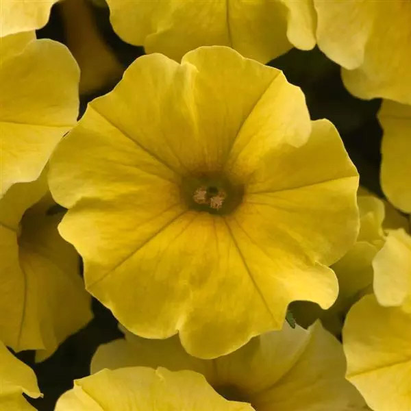 Petchoa Caliburst Yellow