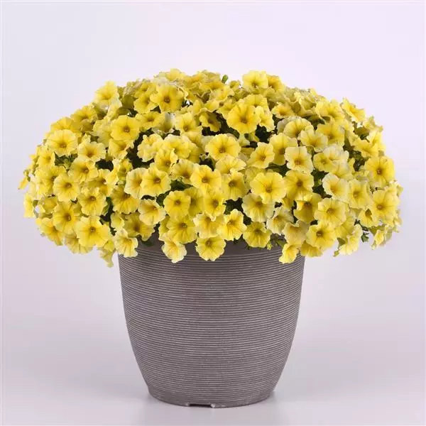 Petchoa Caliburst Yellow Plant