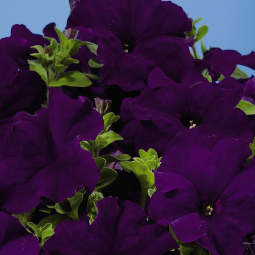 Aladdin Blue petunia Aladdin Blue petunia
