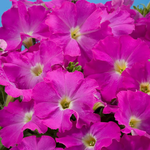 Aladdin Neon petunia Aladdin Neon petunia