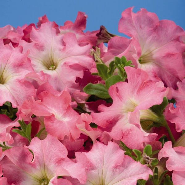 Aladdin Peach Morn annual flowers petunia Aladdin Peach Morn annual flowers petunia