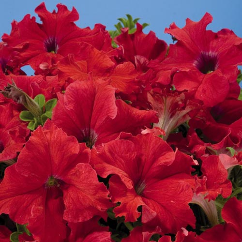 Aladdin Red petunia Aladdin Red petunia