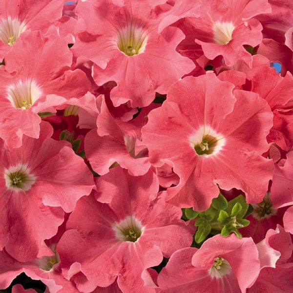 Aladdin Salmon annual flowers petunia Aladdin Salmon annual flowers petunia