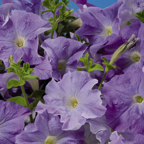 Aladdin Sky Blue petunia Aladdin Sky Blue petunia