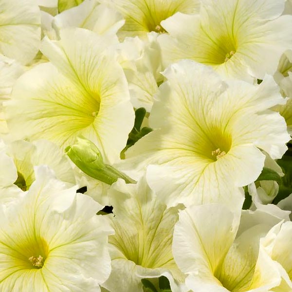Aladdin Yellow petunia Aladdin Yellow petunia