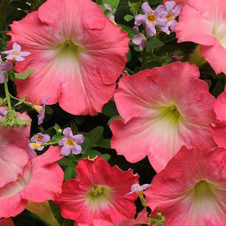 Fuseables Blue Dawn petunia/bacopa Blue Dawn Fuseables petunia/bacopa