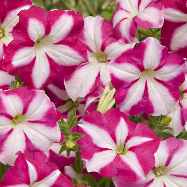 Bella Star Rose and White petunia Bella Star Rose and White petunia