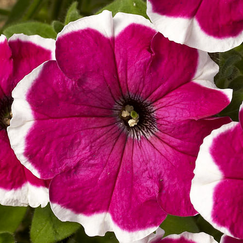 Can Can Picotee Velvet petunia Can Can Picotee Velvet petunia
