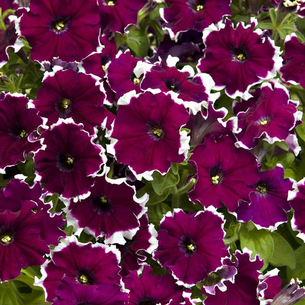 Candy Picotee Burgundy petunia Candy Picotee Burgundy petunias