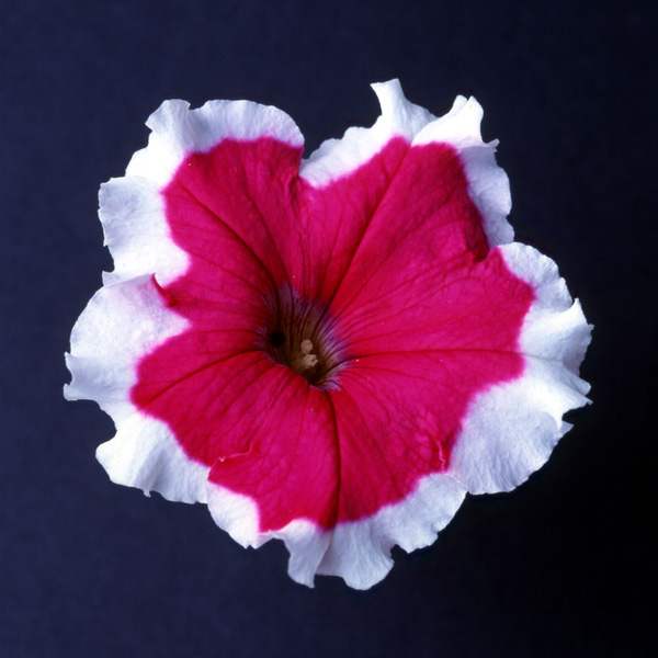 Candy Picotee Rose petunia Candy Picotee Rose petunias