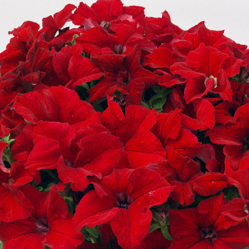 Capri Red petunia Capri Red petunia