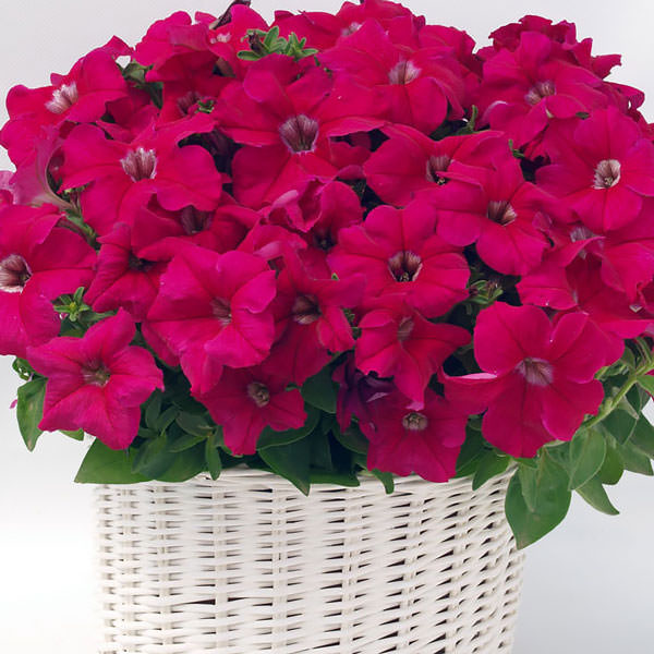Capri Rose petunia Capri Rose petunia