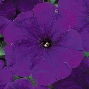 Carpet Blue Carpet Blue petunia