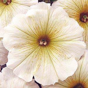 Carpet Buttercream petunia Carpet Buttercream petunia
