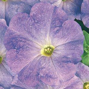 Carpet Sky Blue petunia Carpet Sky Blue