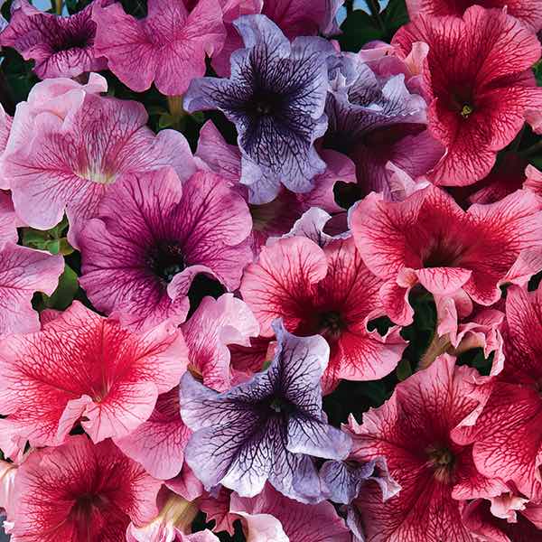 Daddy Mix petunia Daddy Mix petunia