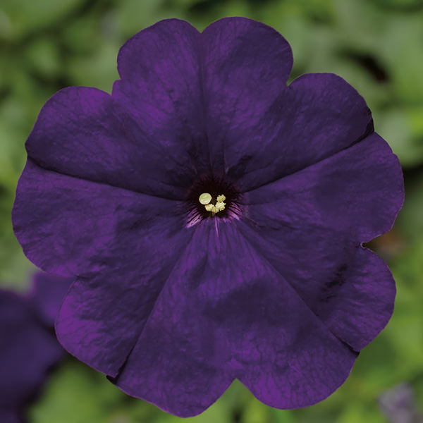 Damask Blue petunia Damask Blue petunia