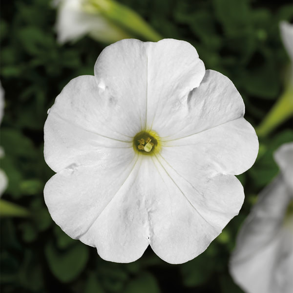 Damask White petunia Damask White petunia