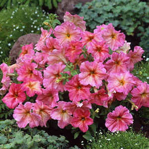 Dolcissima Fragolino petunia Dolcissima Fragolino petunia
