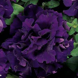 Double Cascade Blue petunia seeds