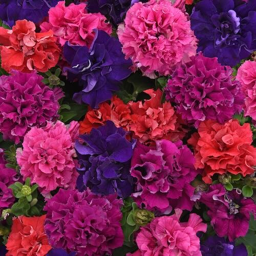 Petunia Double Cascade Bold Mix