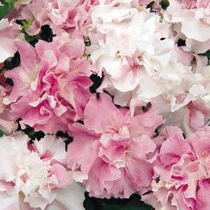 Double Cascade Orchid Mist petunia seeds