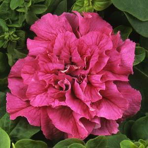 Double Cascade Pink petunia seeds