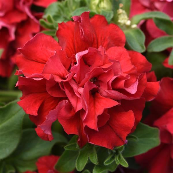 Double Cascade Valentine petunia