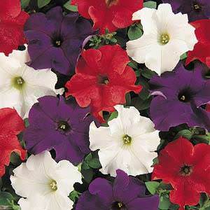 Dreams Patriot Mix petunia Dreams Patriot Mix petunia