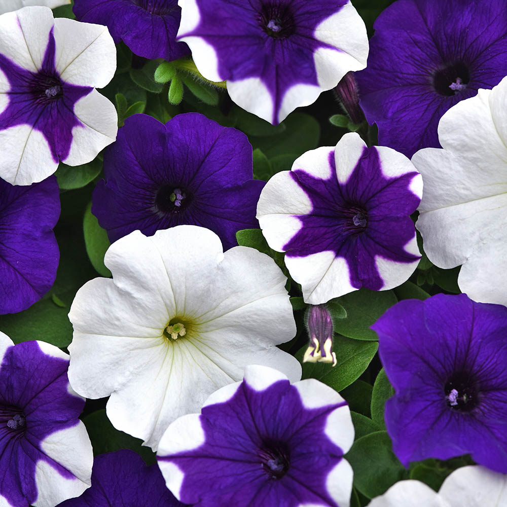 Petunia E3 Easy Wave Deja Vu Mix