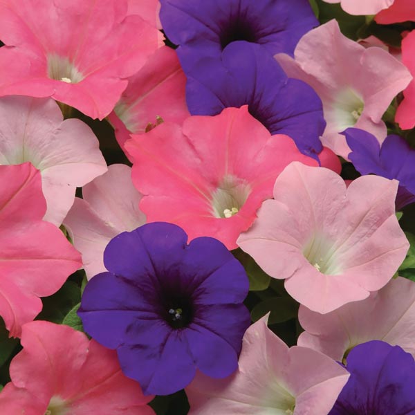 Easy Wave Beachcomber Mix trailing petunia seeds