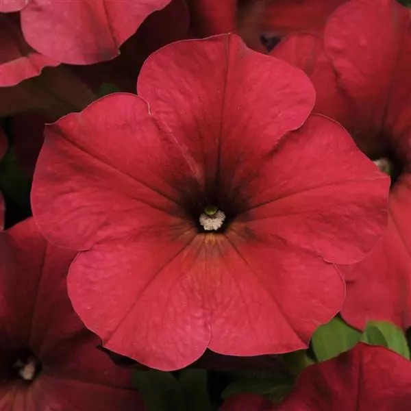 Petunia Easy Wave Berry Velour Flower