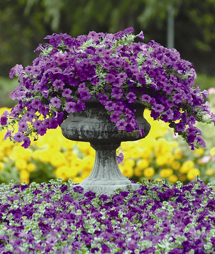 Easy Wave Blue trailing petunia Easy Wave Blue trailing petunia seeds