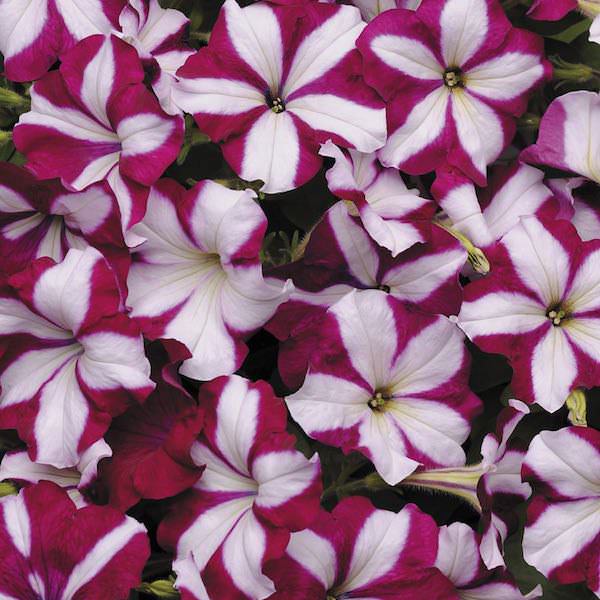 Trailing petunias, Easy Wave Burgundy Star