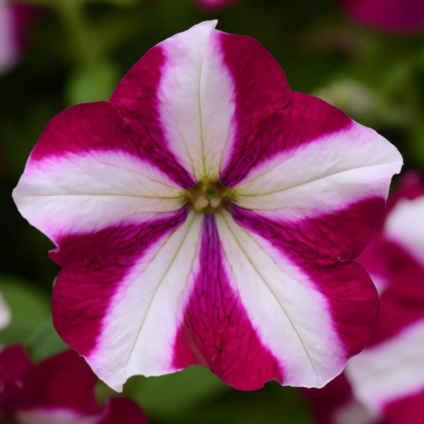 Easy Wave Burgundy Star trailing petunia seeds