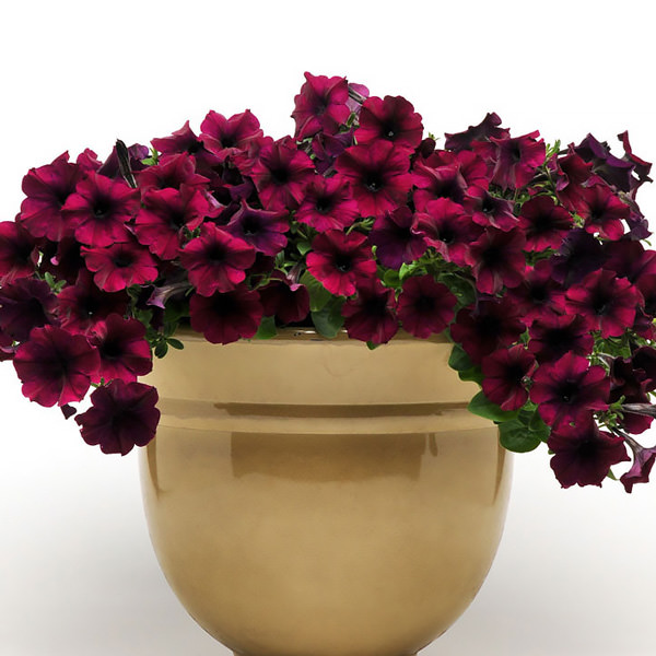 Trailing petunia, Easy Wave Burgundy Velour