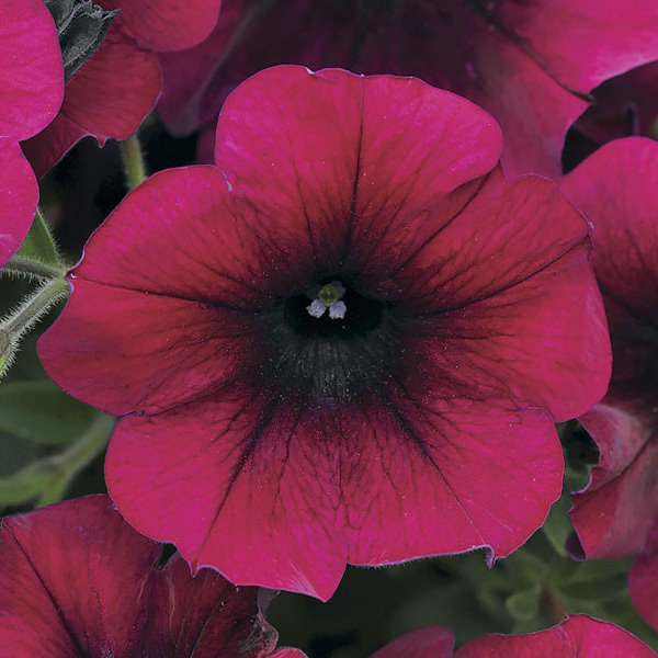 Easy Wave Burgundy Velour trailing petunia seeds