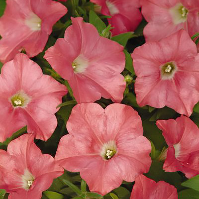 Petunia Easy Wave Coral Reef trailing petunia seeds