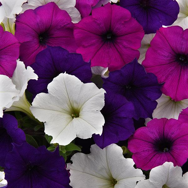Easy Wave Great Lakes Mix trailing petunia Easy Wave Great Lakes Mix trailing petunia seeds